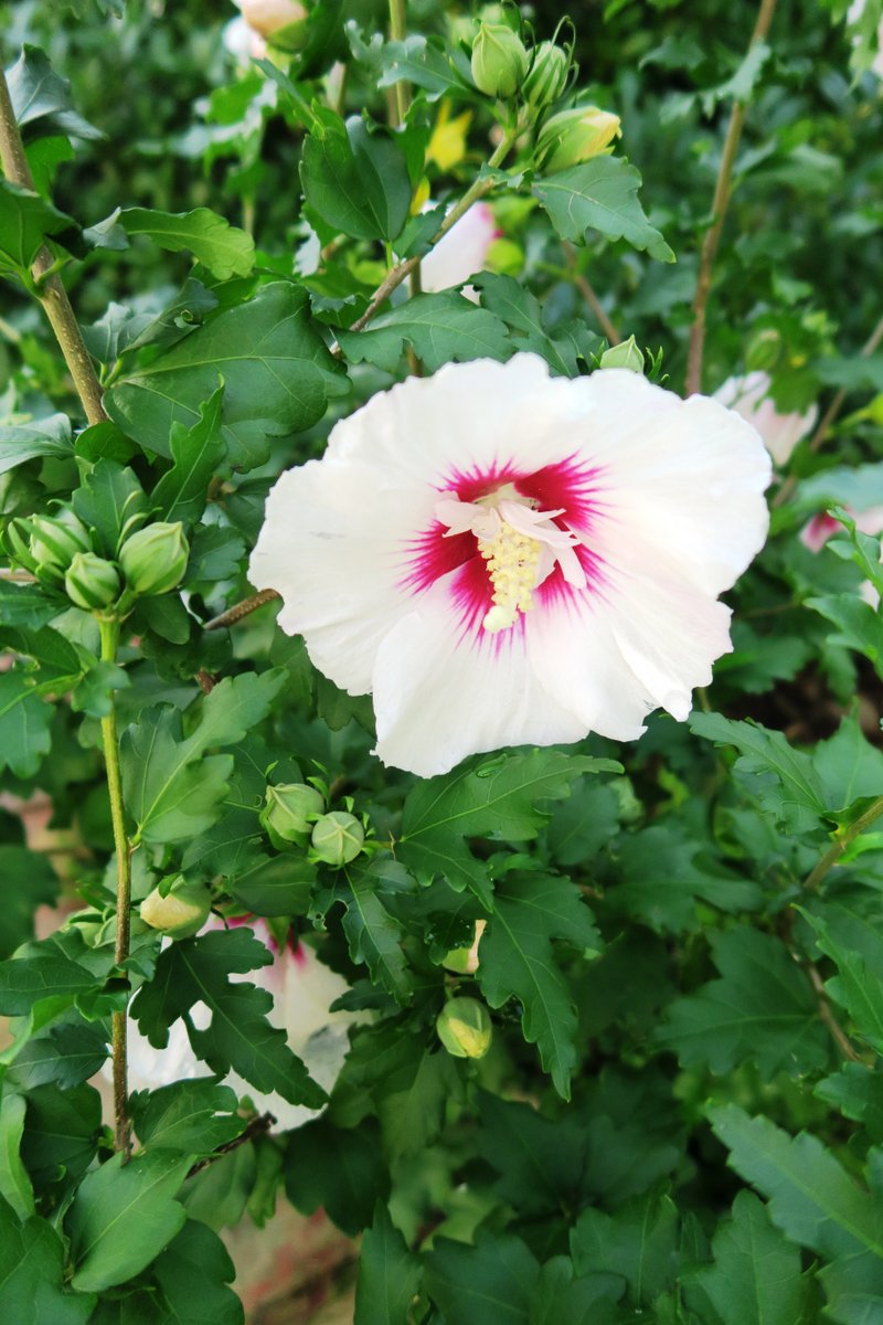 Althea, aka Rose of Sharon, loves full sun although it will still produce some blooms in light shade.