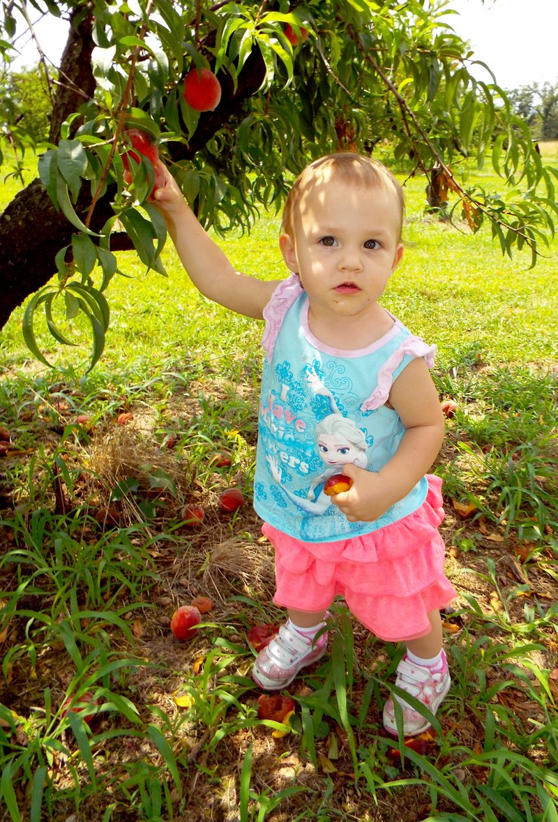 Photo by Randy Moll Spencer Youngblood, 1, picks a peach while helping her mom and dad at Taylor&#8217;s Orchard in Gentry on Friday. The orchard is open to those who wish to pick their own peaches, nectarines or blackberries but also has the fruit avaialble at the fruit stand for purchase.