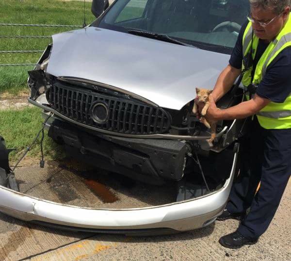 An emergency responder holds a kitten that survived a crash on a Little Rock highway while hiding in the car's engine compartment.