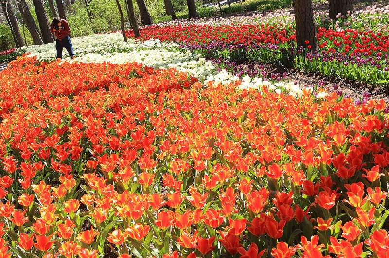 Garvan Woodland Gardens in Hot Springs, where a tourist is shown taking pictures of some of its 160,000 March tulips, is projected to be back in the black for a second year after its final numbers for the fiscal year are tallied.