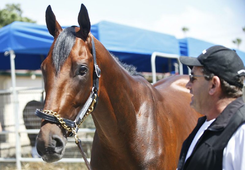 Triple Crown champion American Pharaoh  stands quietly for the media with assistant trainer Jim Barnes in the stables of the Del Mar Thoroughbred Club Tuesday, July 14, 2015, in Del Mar, Ca. 