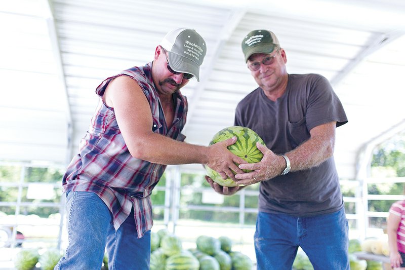Chad Wooldridge, left, and Arbra Perkey organize watermelons on their property in Cave City. The 36th installment of the Cave City Watermelon Festival will kick off Aug. 6. This year’s festival will feature a performance by country music group Shenandoah.