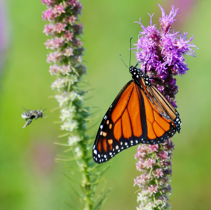 Photo by Terry Stanfill
A monarch butterfly and a bee also visited the purple flowers of the liatris at Chesney Prairie on Saturday.