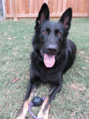 Little Rock Police Department police dog Titus died on Wednesday from "heat-related distress" after a foot chase. 