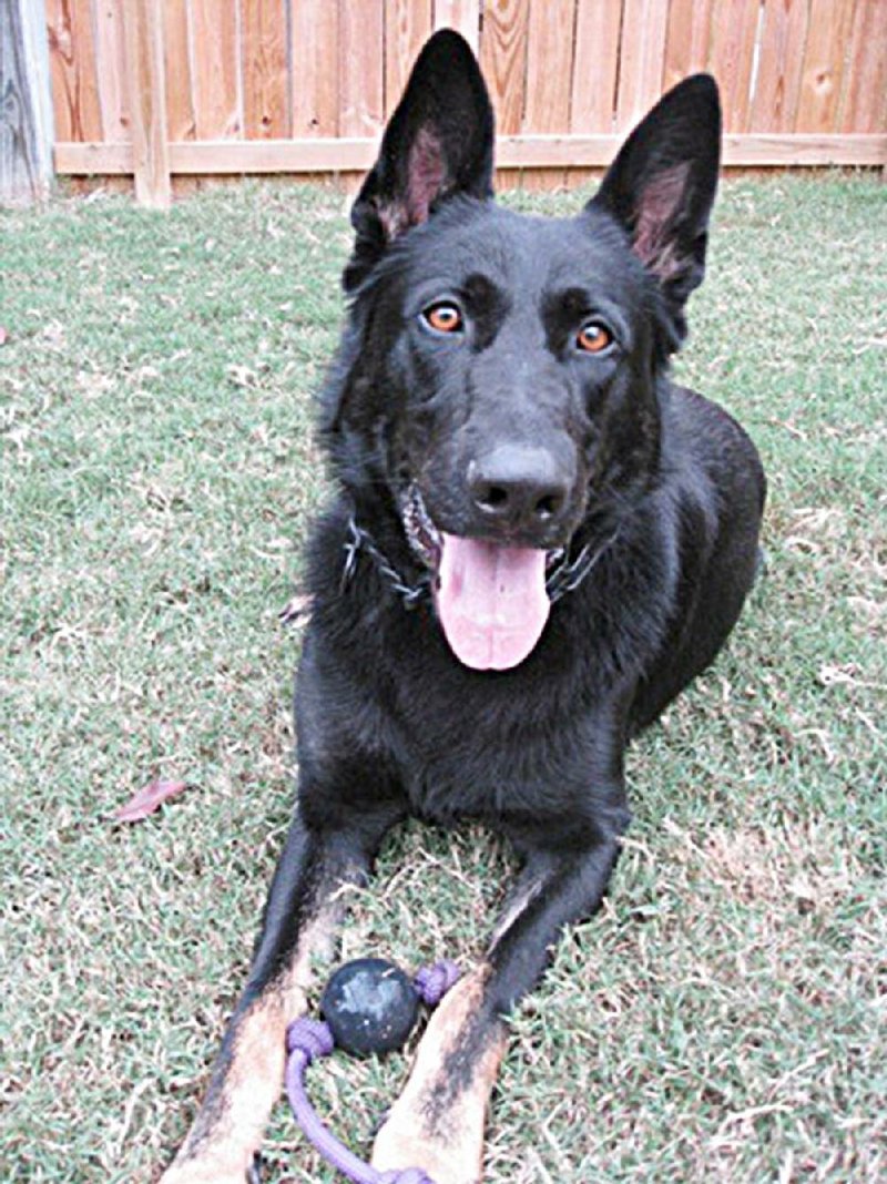 Little Rock police dog Titus, shown here in a photo provided by the Little Rock Police Department, died Wednesday from heat-related illnesses after subduing a suspect.