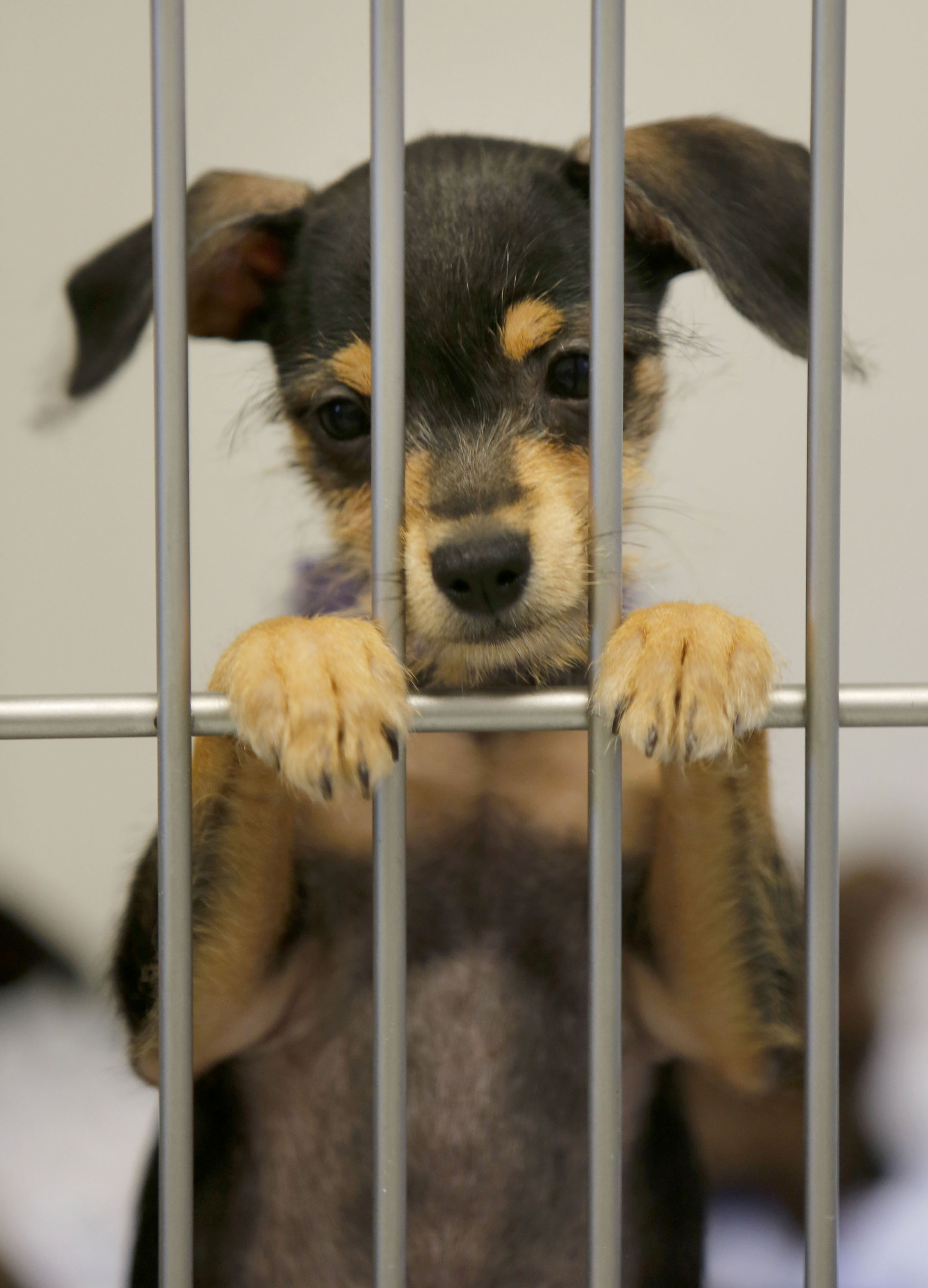 washington humane society dogs