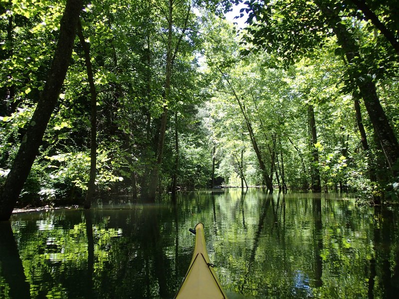 The high level of Beaver Lake has created micro swamps that can be explored by kayak. This one is seen July 12 at the back of Van Winkle Hollow at Hobbs State Park-Conservation Area.