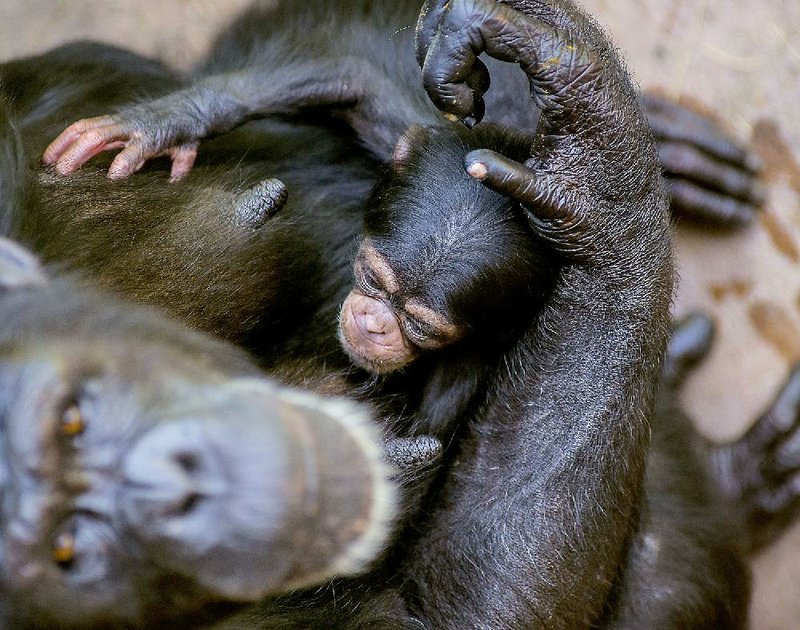7/27/15
Arkansas Democrat-Gazette/STEPHEN B. THORNTON
A ten day old baby chimpanzee clings to his mother Mahale in the shade of their enclosure at the Little Rock Zoo Monday afternoon. The zoo has launched an online poll asking the public to vote for one of three names for the new male chimp born on July 18th.  The chimps are free to move indoors and out but the zoo states that the best certain time to see the new baby and the chimp family is during the 1:30 p.m. feeding.