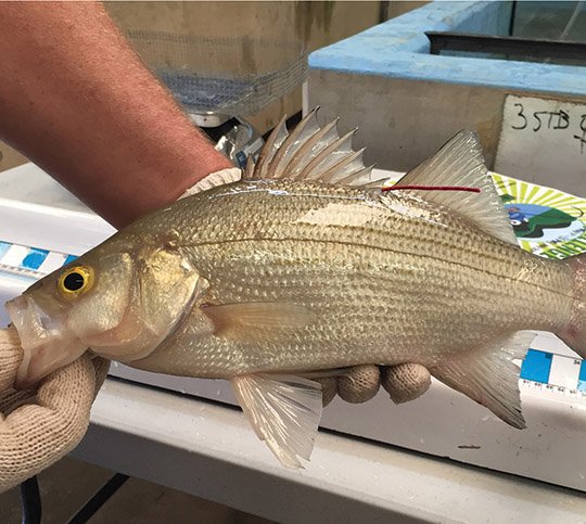 A "mug shot" shows Big Al IV, the $10,000 grand prize white bass in the $86,000 Hot Springs Fishing Challenge. The fish was released in Lake Hamilton, and officials with Visit Hot Springs said earlier this week that the fish had not yet been caught. The challenge ends at 5 p.m. today.