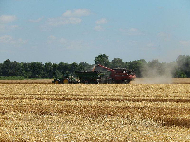 Winter wheat is harvested near Moro in Lee County on June 4 in this photo provided by the University of Arkansas System Division of Agriculture.