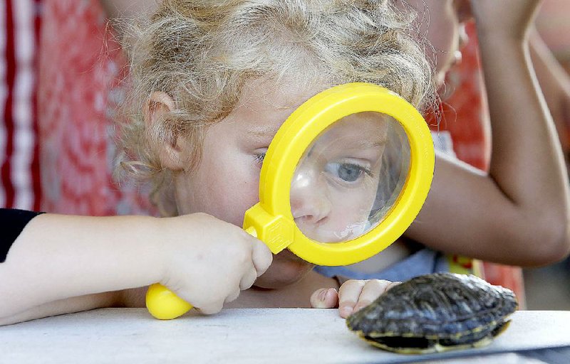 Ellie McCallister, observes a turtle shell through a magnifying glass during the Terrific Turtles Little Sprouts program at the Botanical Garden of the Ozarks in July 2015 in Fayetteville. “Greening of the Garden” on May 10 will benefit Botanical Garden of the Ozarks and its programs such as Little Sprouts.