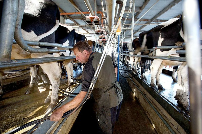 A farmer watches as dairy cows are milked on a farm in New Zealand in March. A reduction in orders from China, New Zealand’s biggest customer for milk, has led to a plunge in milk prices. 