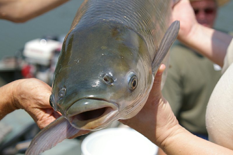 Target Carp Boilies – Target Catfish