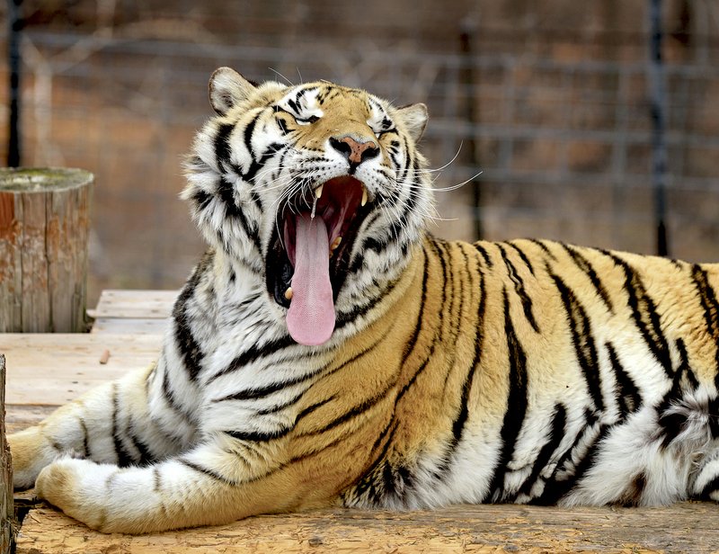Detroit, one of the many rescued tigers at Turpentine Creek Wildlife Refuge, yawns while waking up from a nap at the refuge near Eureka Springs.