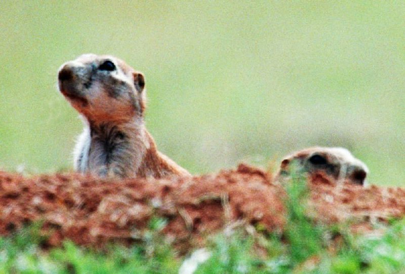 Vicious black-tailed prairie dogs keep a wary eye on their sprawling colony behind Martin’s Grocery in Fredonia (Biscoe).
