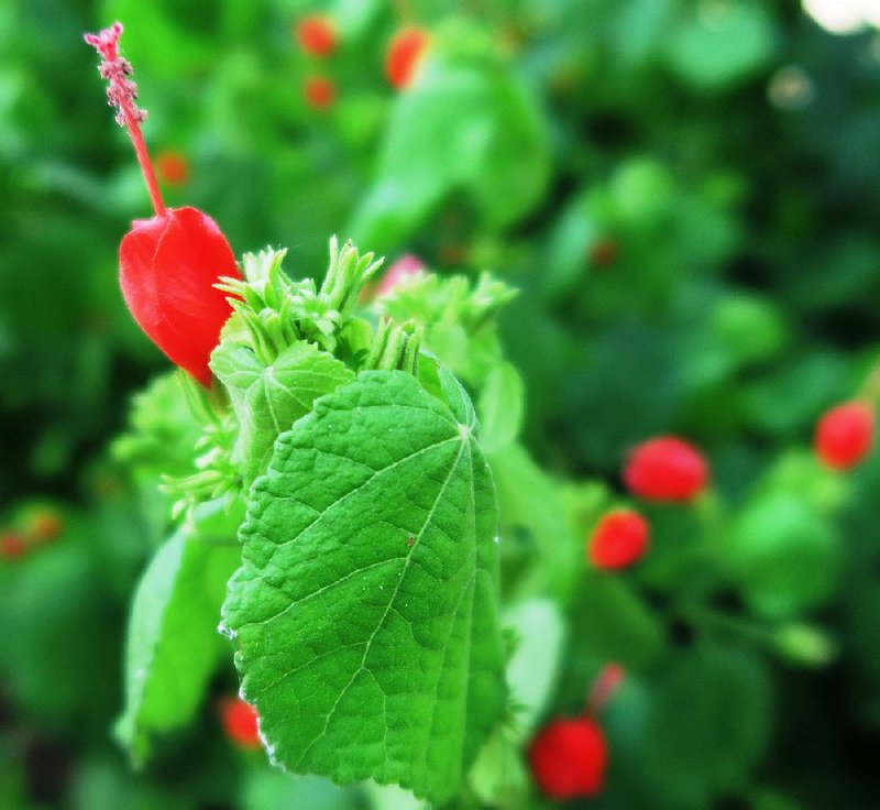 Turk’s cap thrives in Arkansas and is loved by pollinators, making it a good pass-along plant. 
