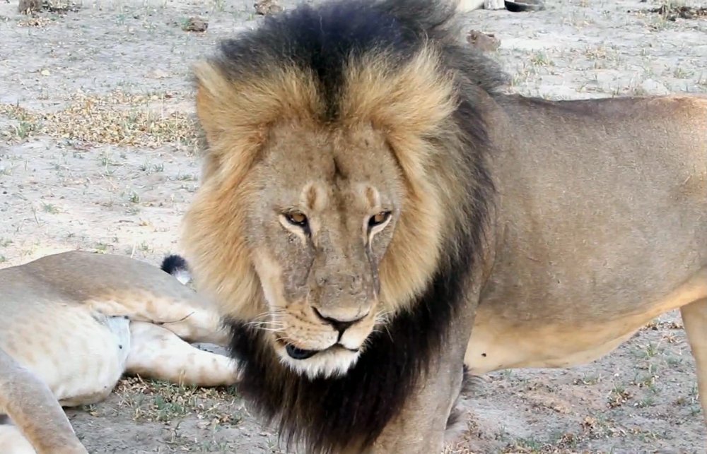 VIDEO Minnesota dentist who killed lion returns to work