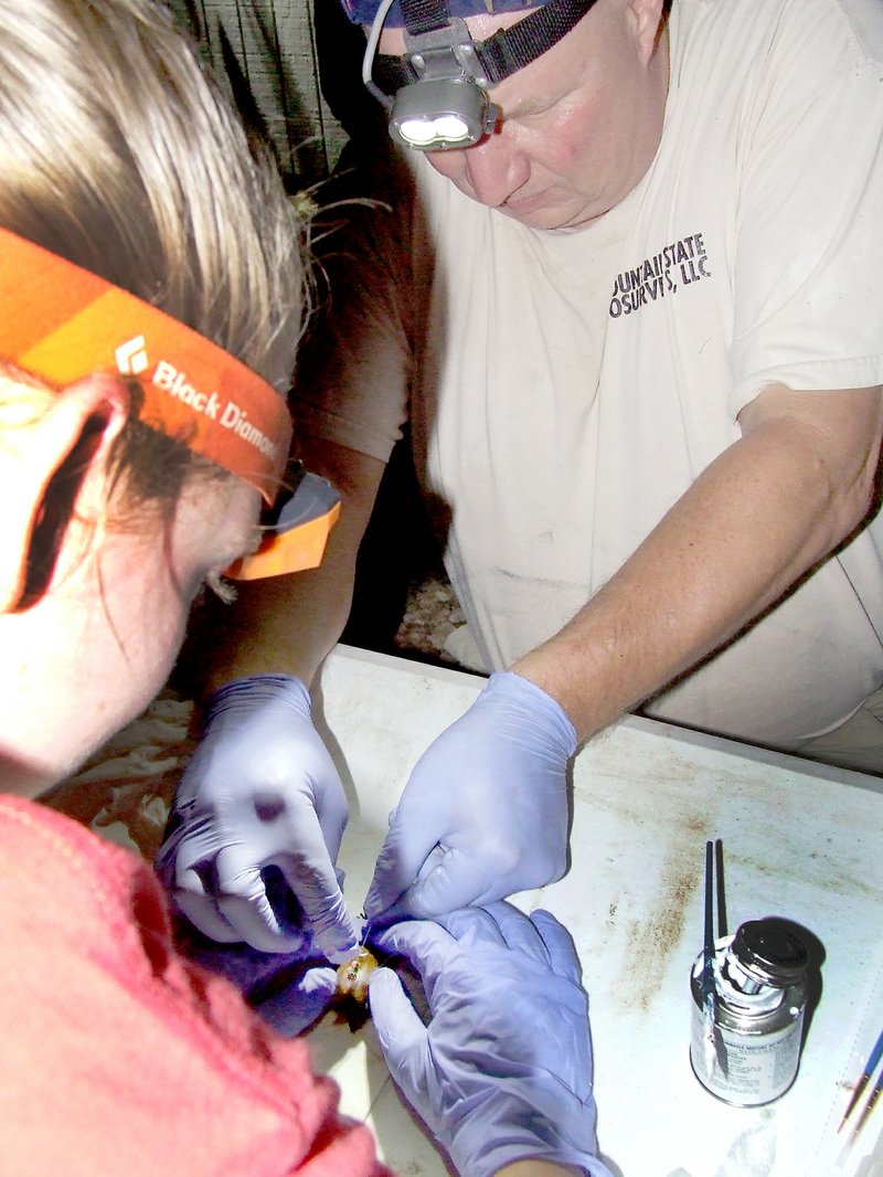 Dr. Tom Risch, right, chairman of the Biological Sciences Department at ASU and professor of biological sciences, prepares to place a transmitter on the back of a gray bat with the assistance of Arin Vann, research technician.