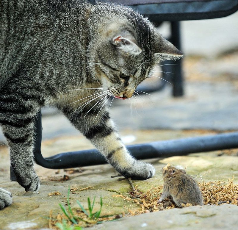 Missus Kitty of Fayetteville stares down a mouse she caught during a hunt one morning in 2012.