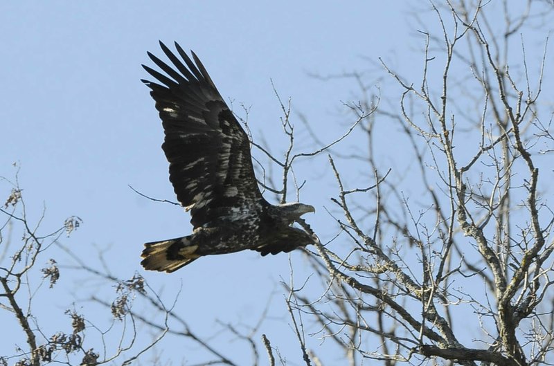 This juvenile bald eagle seen at Beaver Lake in January is similar to the eagle released at Beaver Lake July 24.