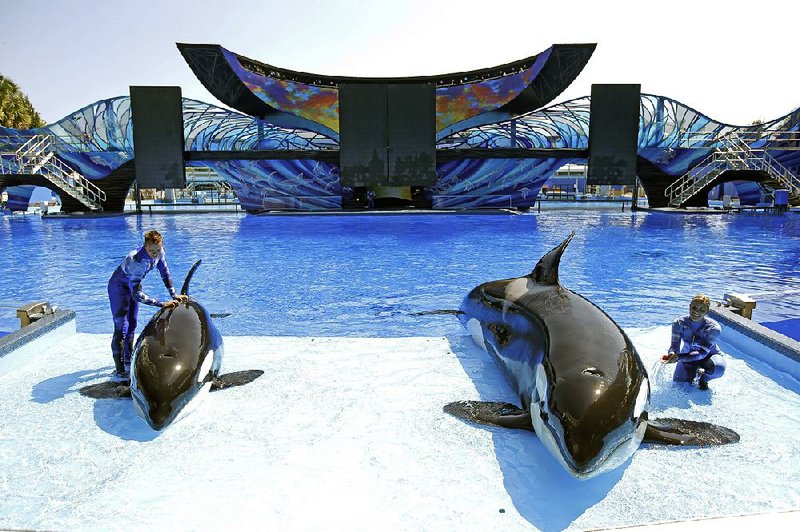 In this file photo, SeaWorld trainer Ryan Faulkner (left), with killer whale Melia, and Michelle Shoemaker with Kayla work on a routine for a show at the Orlando, Fla., theme park.