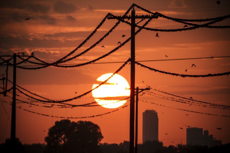 Purple martins gather on power lines at sunset Aug. 10 along Industrial Harbor Drive in Little Rock.