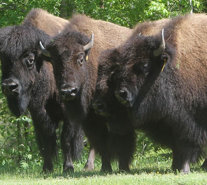FILE PHOTO: Four escaped buffaloes stand in the 300 block of Whispering Hills Road on April 16th before running into the woods.