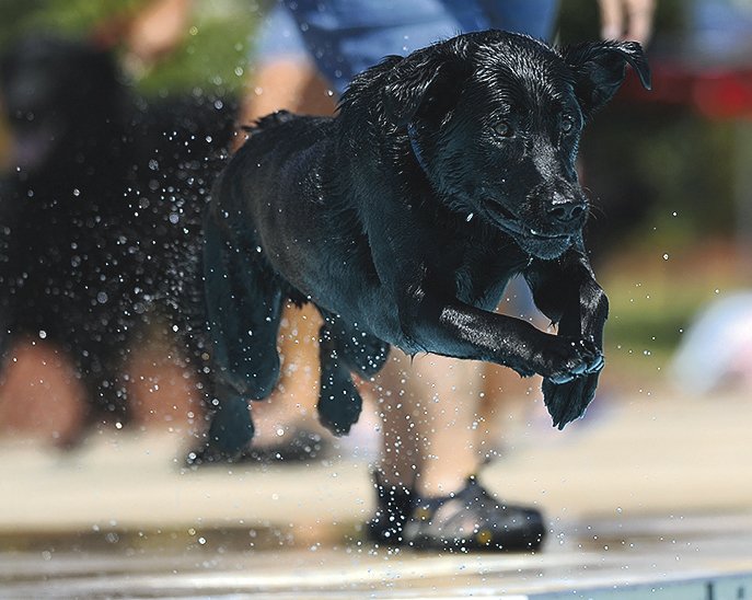 Dante, a dog owned by Tana Miller of Fayetteville, leaps into the pool to catch a toy during the 2014 Soggy Doggy Pool Party at the Prairie Grove Aquatic Park. The Friends of the Prairie Grove Pound will host the third annual event Saturday to raise money for the pound.