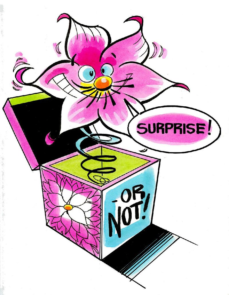 Arkansas Democrat-Gazette surprise lilly illustration. 