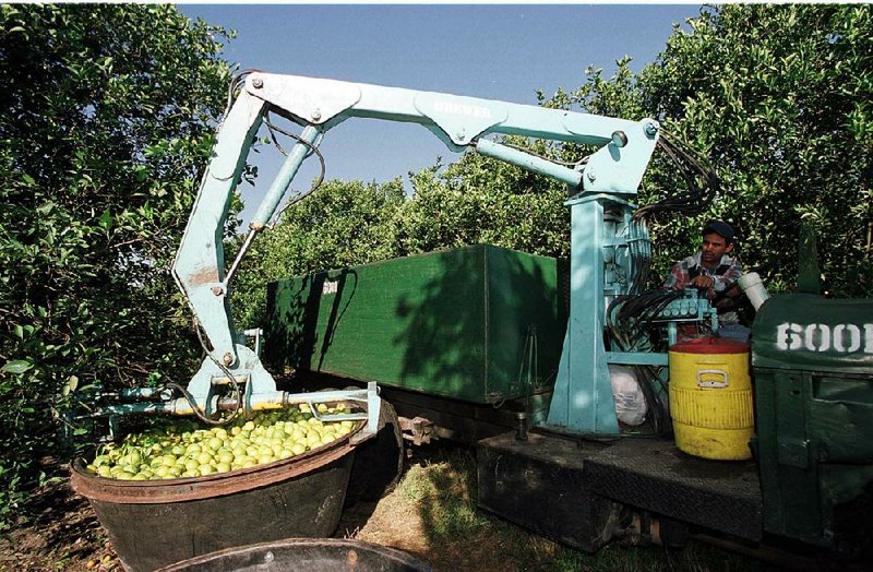 A crane operator lifts a tub of hamlin oranges during the harvest on a farm near Myakka City in Manatee County, Fla., in this file photo. Growers are facing a shrinking harvest because of citrusgreening disease. 