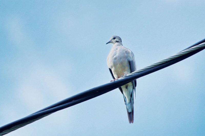 Doves seen perching on wires or dead snags are indicators of a good hunting area nearby.