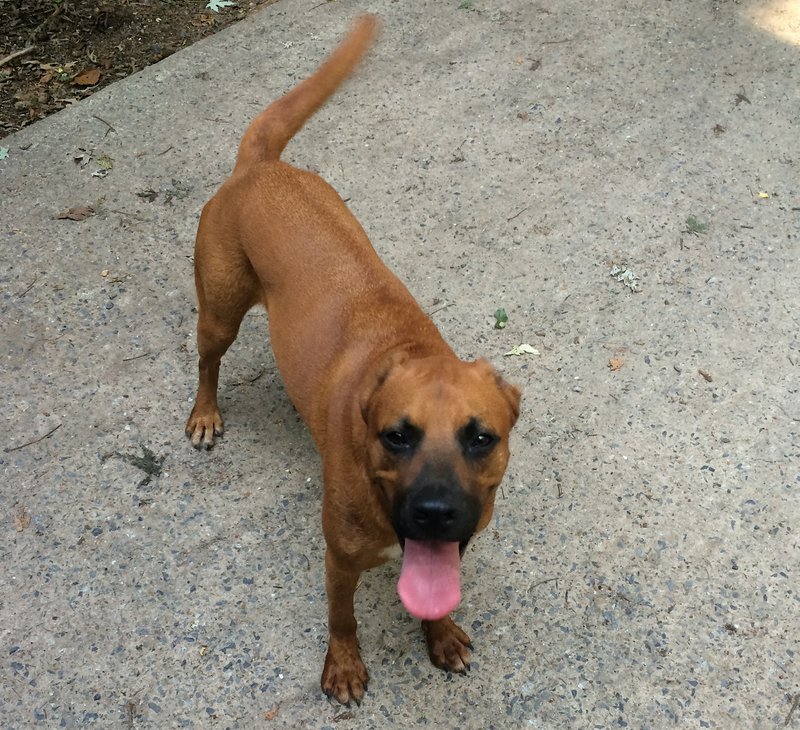 Wilson after being treated and adopted by a new owner, veterinarian Katie Baeyens of Sherwood. "He's definitely a farm dog," she says. "He's happy."