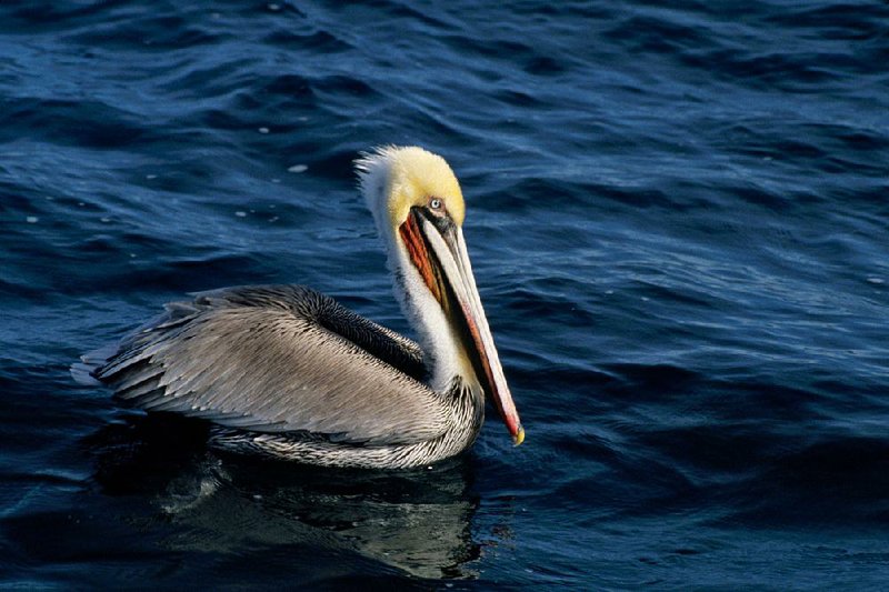 Featured creatures in PBS' "Big Blue Live" include whales, sea lions, dolphins and pelicans, such as this brown pelican (Pelecanus occidentalis).