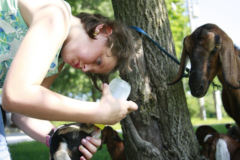 Ella Kraft, a 10-year-old 4-H member, tends to her Nubian goats at her grandmother’s house east of Fayetteville on June 25 in preparation for this year’s Washington County Fair. Her family’s been raising goats for three generations. Kraft been taking care of goats for as long as she can remember and plans to show six at this year’s fair. For more photos, go to www.nwadg.com/photos.