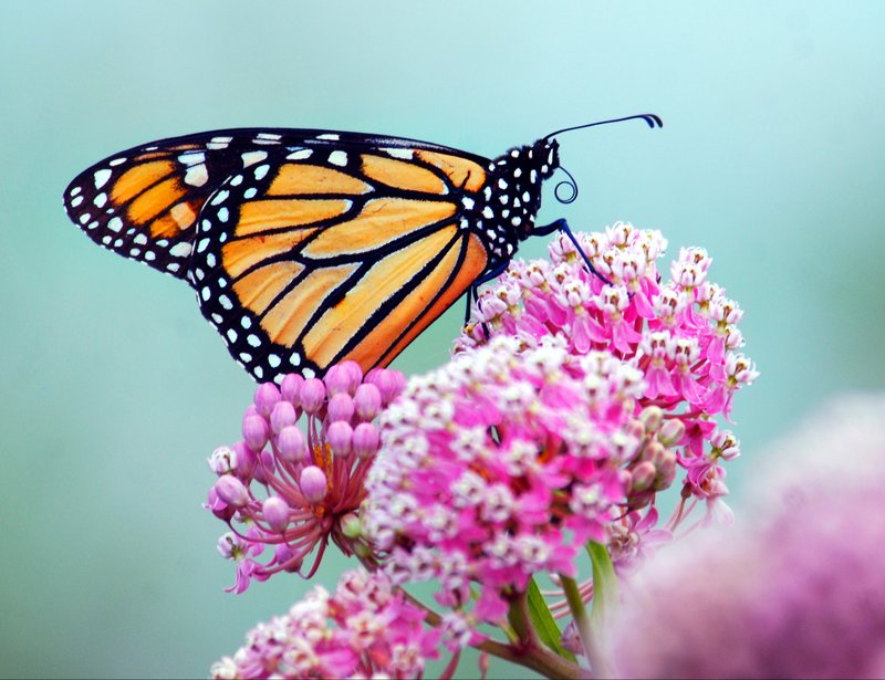 Photo by Terry Stanfill
A monarch butterfly visits the flowers of swamp milkweed growing along the shores of Siloam Springs City Lake on Sunday. The milkweed plant is a host plant and food source for the monarch butterfly and is becoming more rare, which also threatens the butterfly's existence.