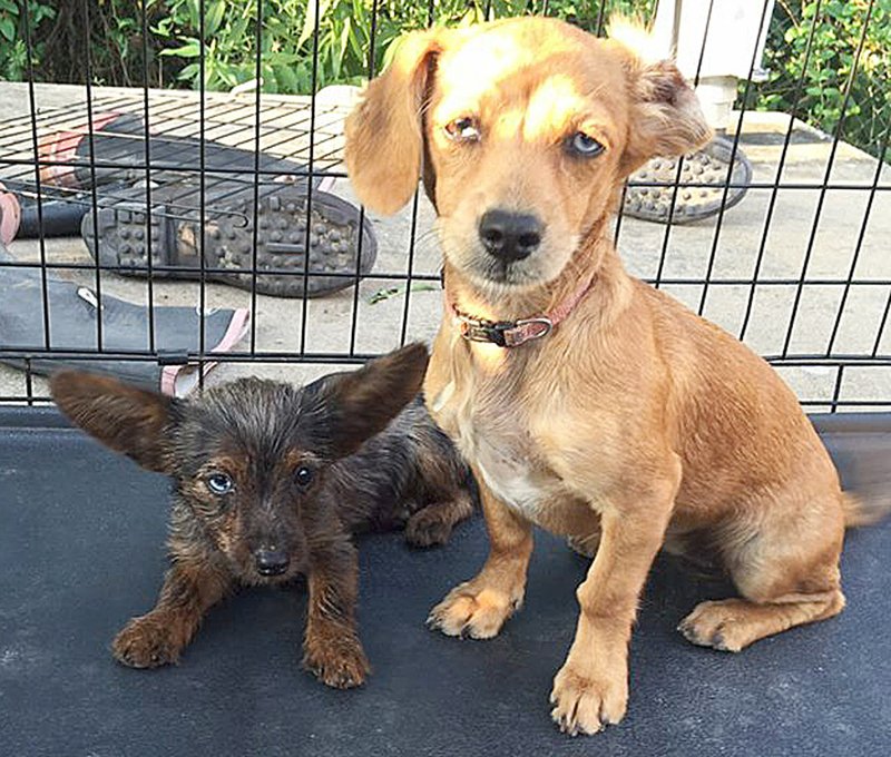 &#8220;I picked up two little dogs both girls at the Short Stop this morning. I hope I can find a home or their owner before I take them to the shelter in Rogers,&#8221; wrote Shane Artz.