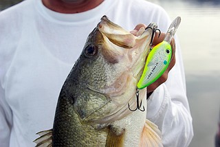 bioluminsicent fishing pole name Amazon.com : ANCIENT MARINER Catfish Fishing Rods 7'6 Glow in The Dark  Ancient Mariner The Challenger Casting Rod, Medium Heavy Blue : Sports &  Outdoors