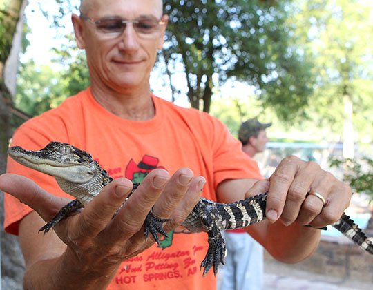 The Sentinel-Record/Richard Rasmussen RECOVERED: Jamie Bridges, manager of the Arkansas Alligator Farm and Petting Zoo, holds one of the 13 alligators that were stolen on Aug. 15. He said the baby gator was seen crossing a road near Tepee Terrace and was picked up and returned by the Arkansas Game and Fish Commission. The other alligators are still missing, he said.