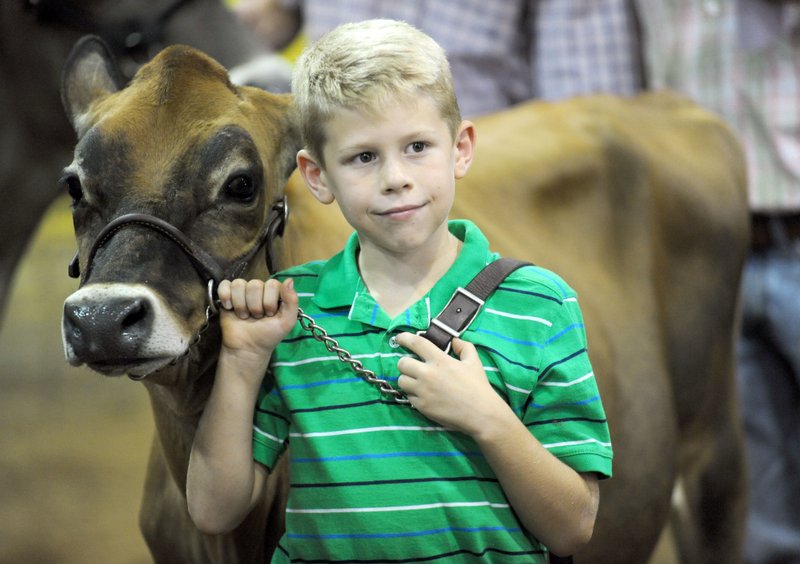 Corbin Stearman, 8, of Prairie Grove smiles Thursday as he holds the lead rope of a Jersey heifer raised by his cousin, Eric Hill, before showing it in the Premium Livestock Auction at the Washington County Fair in Fayetteville. Businesses and individuals bid on 4H and FFA projects to support the students’ efforts to continue to show their animal and begin new projects.