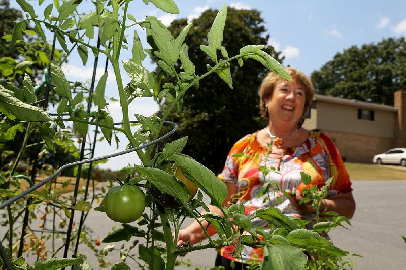 Janet Carson tells a success story about the tomatoes she grew at home this summer in spite of blistering highs above 100 degrees. She tended little cherry tomatoes and larger Cherokee purples in a boxed bed.
