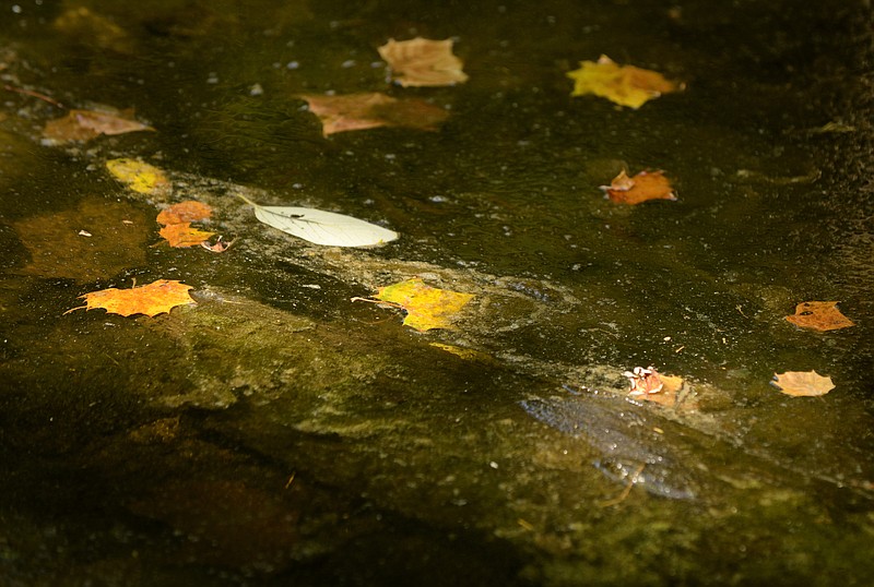 NWA Democrat-Gazette/BEN GOFF &#8226; @NWABENGOFF Leaves and algae float on stagnant water Friday where Little Clifty Creek empties into Beaver Lake at the Historic Van Winkle Trail in Hobbs State Park-Conservation Area. For more photos, go to www.nwadg.com/photos.