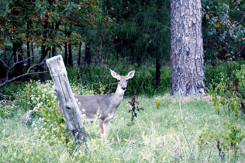 Whitetails utilize warm-season forage from the spring green-up on through the summer months and into the beginning of fall. For bucks, this is the time of antler development. For does, the time means adding weight during their pregnancy and providing milk after fawns are born.