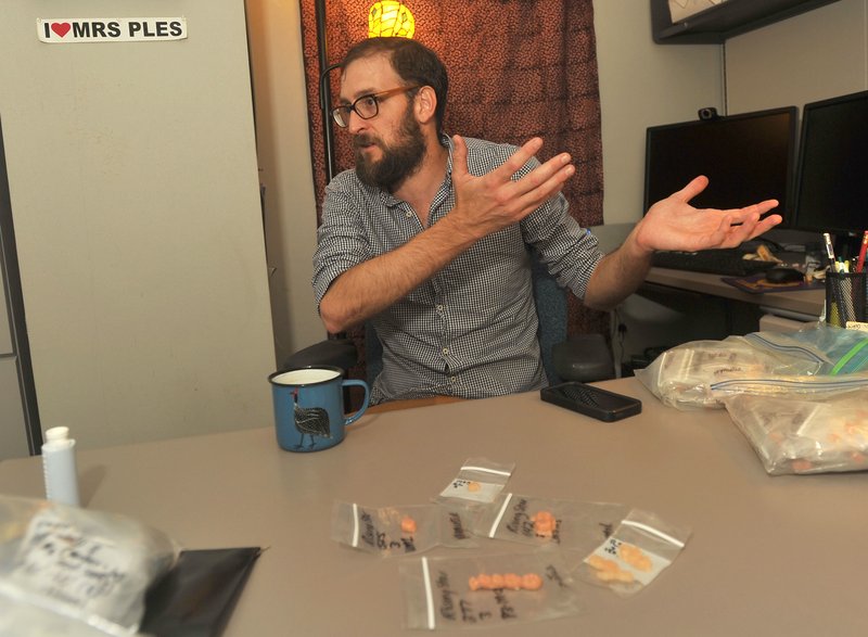 University of Arkansas biological anthropologist Lucas Delezene shows some of the teeth molds he is studying Thursday at his office in Old Main. Delezene is part of the international team of scientists who verified that fossils found in a South African cave belong to a new species of human ancestor.