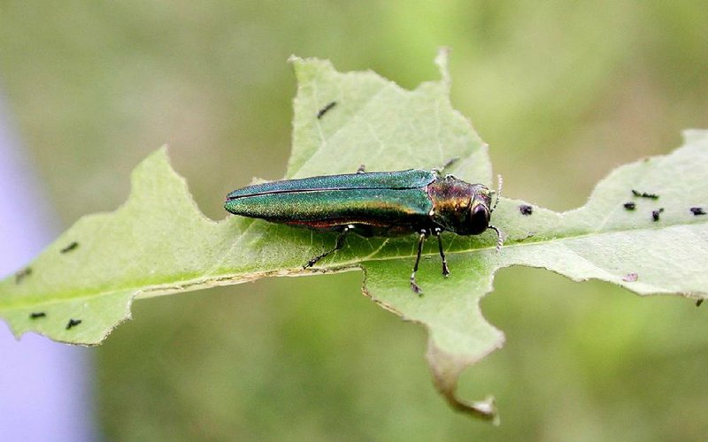 The emerald ash borer is such a threat to the state's ash trees that campers are urged not to carry wood from their homes to burn in parks. 
