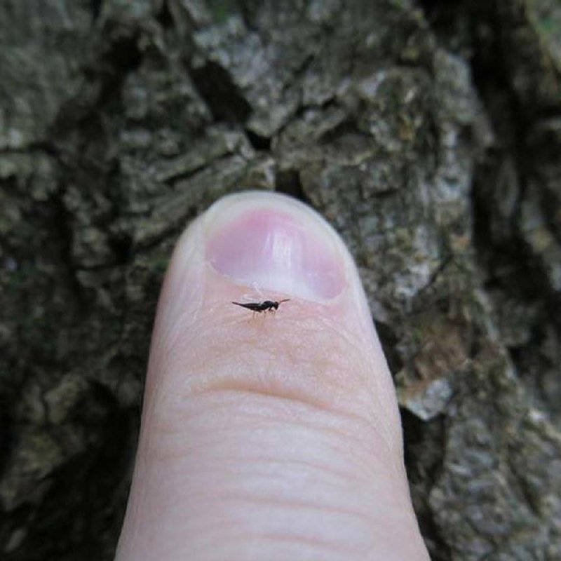 An adult parasitic wasp of the species Tetrastichus planipennisi was ready to go Tuesday during a release of beetle-killing wasps near Arkadelphia. 