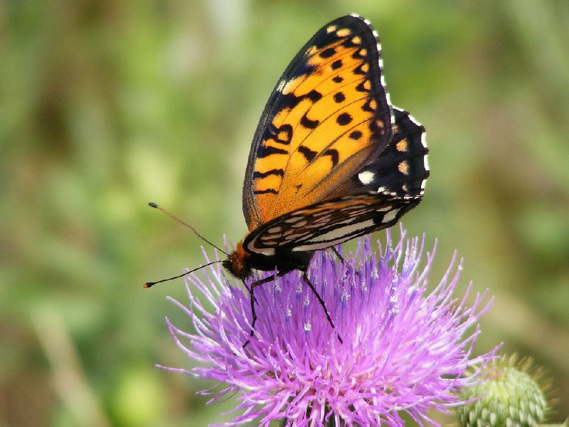 The U.S. Fish and Wildlife Service is studying the regal fritillary butterfly and will determine whether it is classified as a threatened or endangered species.