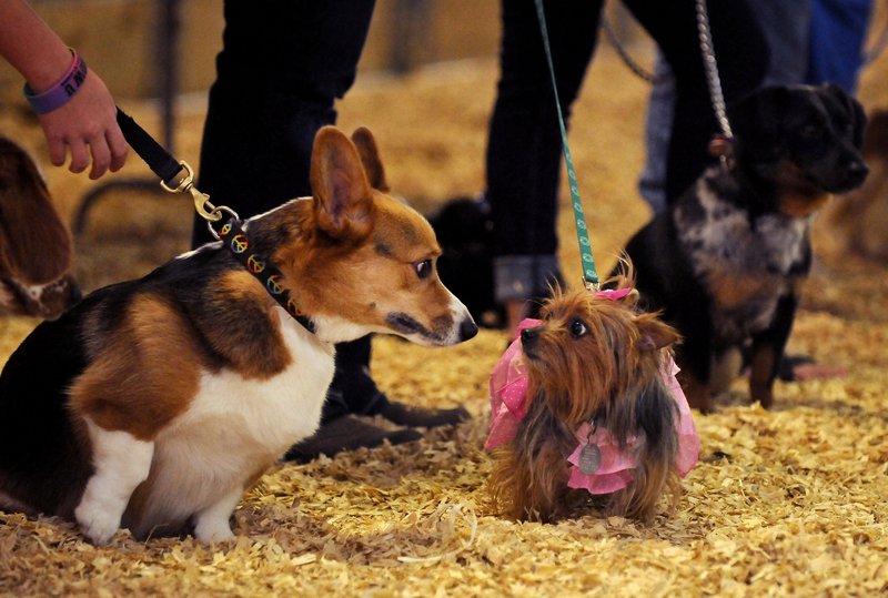 File photo NWA Media/BEN GOFF @NWABenGoff - The Rogers animal shelter plans a dog show to raise money.