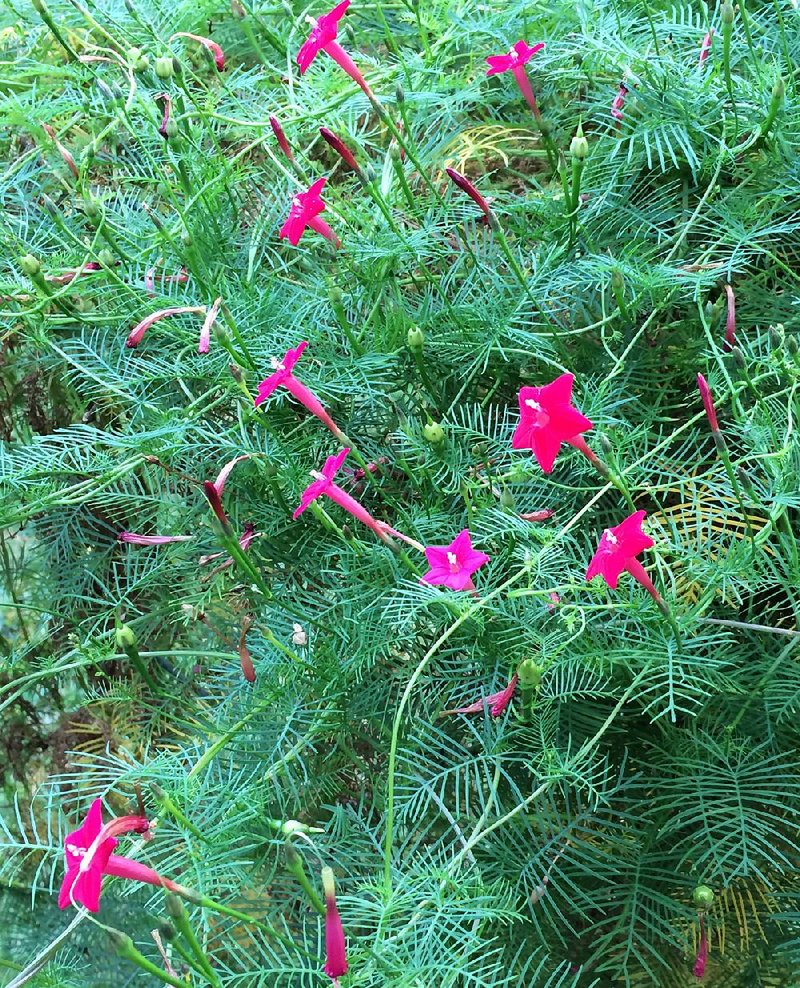 Ipomoea quamoclit, commonly called cypress vine or hummingbird vine, is a native vine related to morning glory. 