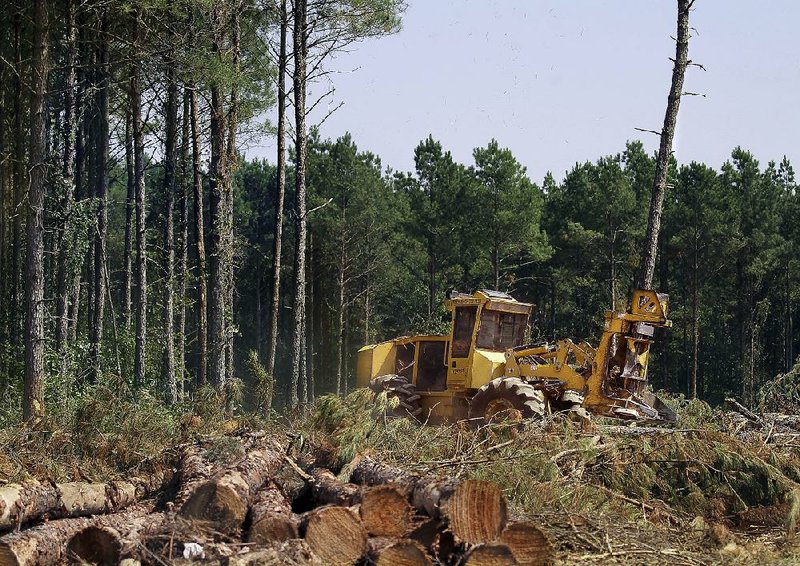 A feller buncher operated by logging company LD Long Inc. cuts pines in a forest near Monticello in this September 2015 file photo. Economists said in 2015 that trees in Arkansas have been growing faster than they can be harvested.