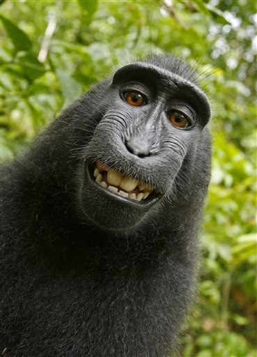 This 2011 photo provided by People for the Ethical Treatment of Animals shows a selfie taken by a macaque monkey on the Indonesian island of Sulawesi with a camera that was positioned by British nature photographer David Slater.